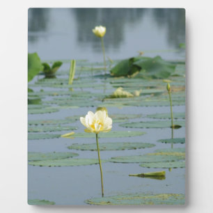 Placa Expositora Lily Pad
