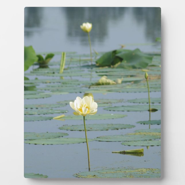 Placa Expositora Lily Pad (Frente)