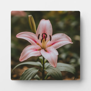Placa Expositora Lily rosa abierta