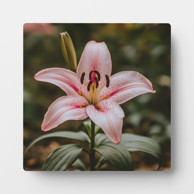 Placa Expositora Lily rosa abierta (Frente)