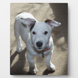 Placa Expositora Lindo Jack Russell Cachorro Negro Y Blanco