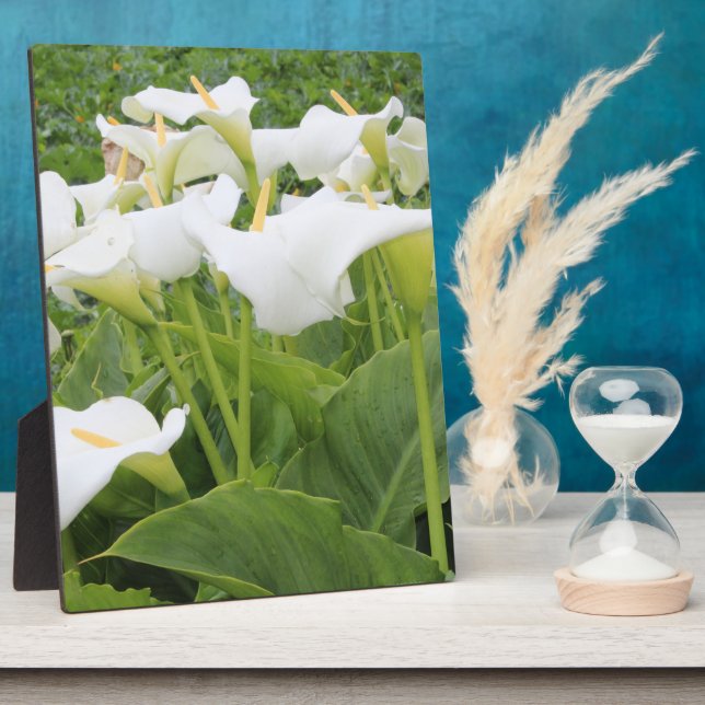 Placa Expositora Lirio de Calla Blanca (Lado)