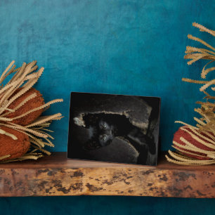 Placa Expositora Little Black Kitty