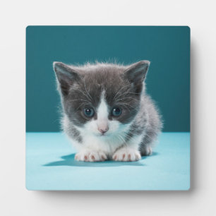 Placa Expositora Little Kitten