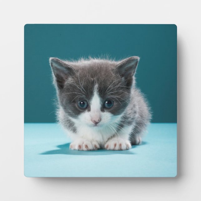 Placa Expositora Little Kitten (Frente)