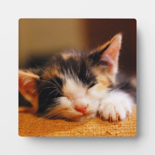 Placa Expositora Little Kitty Sleeping