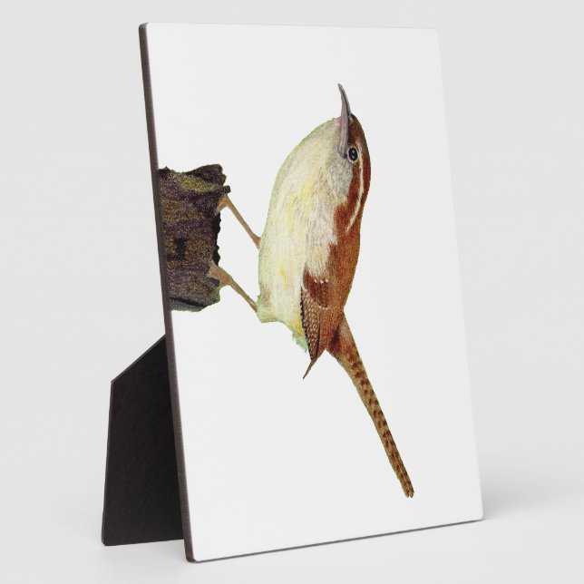 Placa Expositora Little Wren (Lado)