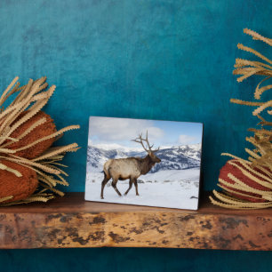 Placa Expositora Lone Bull Elk   Parque nacional Yellowstone