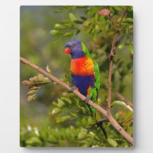 Lorikeet arcoiris
