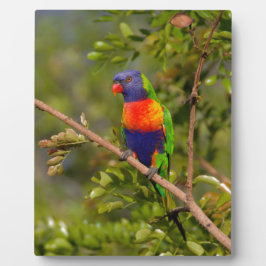Placa Expositora Lorikeet arcoiris