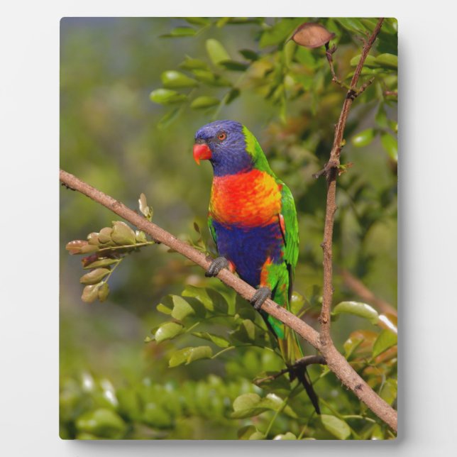 Placa Expositora Lorikeet arcoiris (Frente)