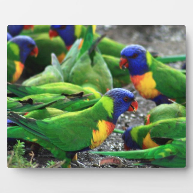 Placa Expositora Lorikeets del arcoiris australiano (Frente)