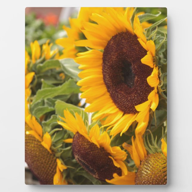 Placa Expositora ¡Los girasoles! (Frente)