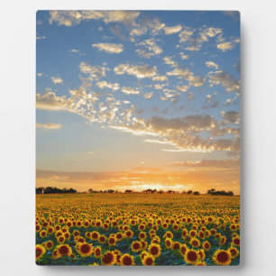 Placa Expositora Los girasoles al atardecer