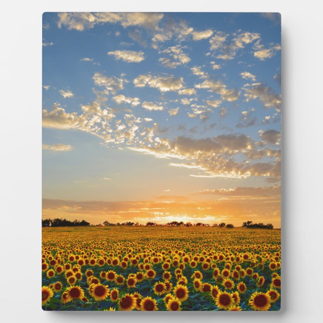 Placa Expositora Los girasoles al atardecer (Frente)