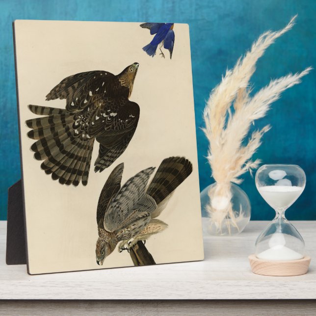 Placa Expositora Los pájaros de América de Stanley (Cooper) Hawk Au (Lado)