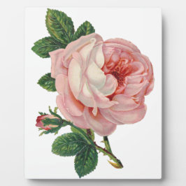 Placa Expositora Los rosas son rosados