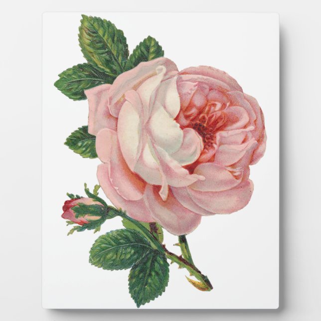 Placa Expositora Los rosas son rosados (Frente)