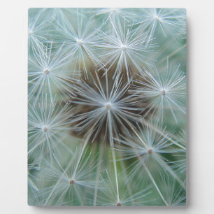 Placa Expositora Löwenzahnmuster