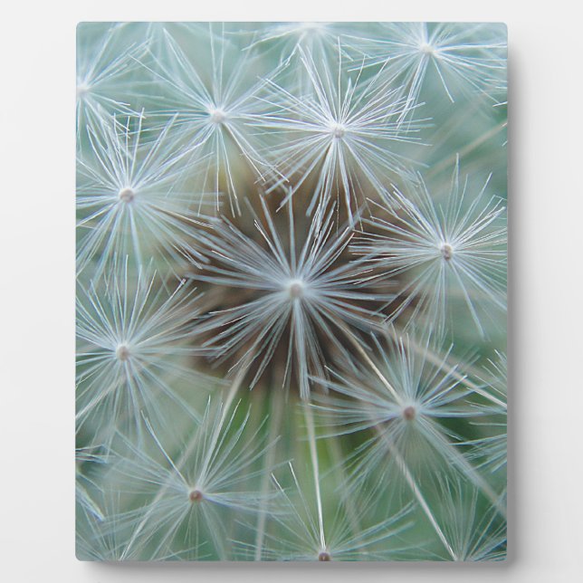 Placa Expositora Löwenzahnmuster (Frente)