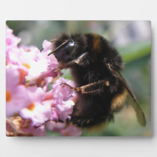 Placa Expositora Lugar ocupado de flores de abejorro y rosa