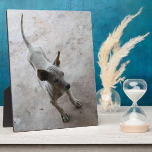 Placa Expositora Luk Maa... Perro picante tailandés