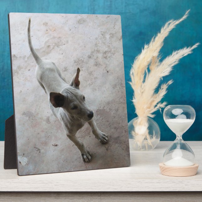 Placa Expositora Luk Maa... Perro picante tailandés (Lado)