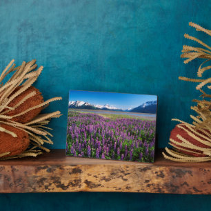 Placa Expositora Lupines en flor   Montañas Kenai, Alaska