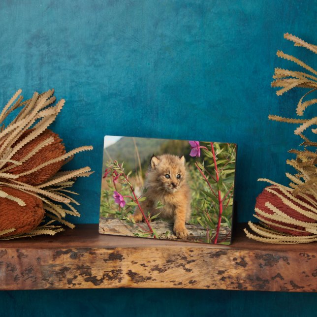 Placa Expositora Lynx Kitten canadiense, Alaska (Lado)