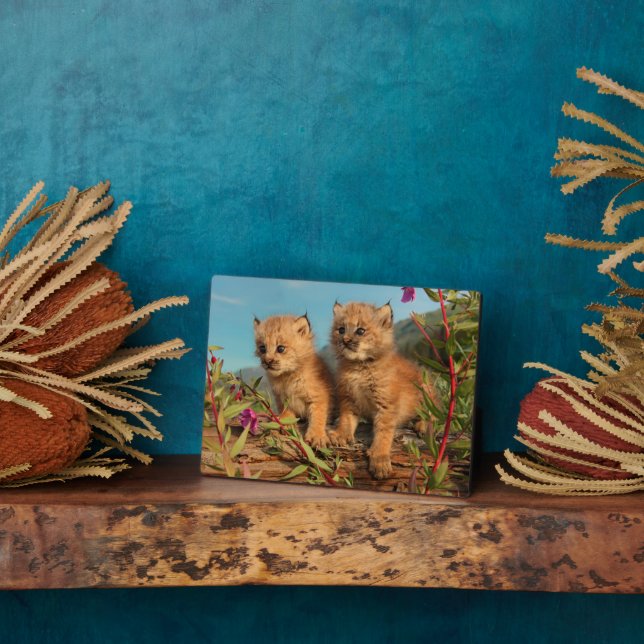 Placa Expositora Lynx Kittens canadiense, Alaska (Lado)