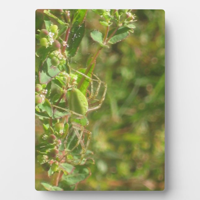 Placa Expositora Lynx Spider (Frente)