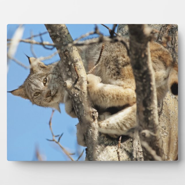 Placa Expositora Lynx traviesa (Frente)