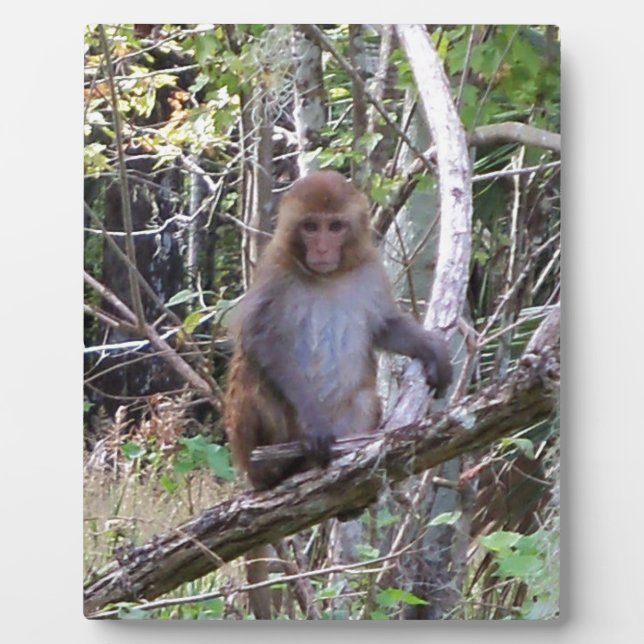 Placa Expositora macaco rhesus (Frente)