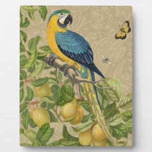 Placa Expositora Macaw Blue Yellow Tropical Jungle Antigüedad