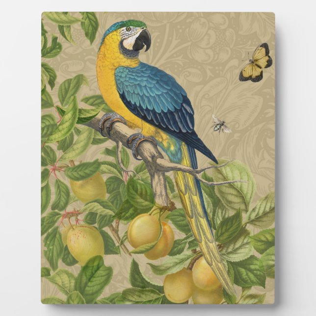 Placa Expositora Macaw Blue Yellow Tropical Jungle Antigüedad (Frente)