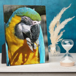 PLACA EXPOSITORA MACAWS