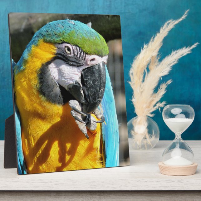 PLACA EXPOSITORA MACAWS (Lado)