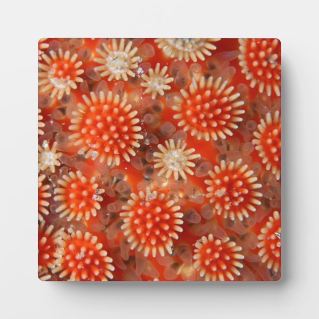 Placa Expositora Macro Sea Star (Frente)