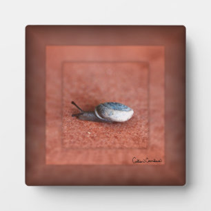 Placa Expositora Macrofotografía del caracol en Terracota