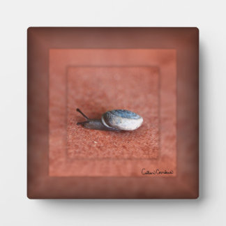 Placa Expositora Macrofotografía del caracol en Terracota
