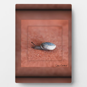 Placa Expositora Macrofotografía del caracol en Terracota