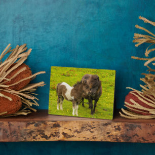 Placa Expositora Madre y descendencia de Pony Shetland