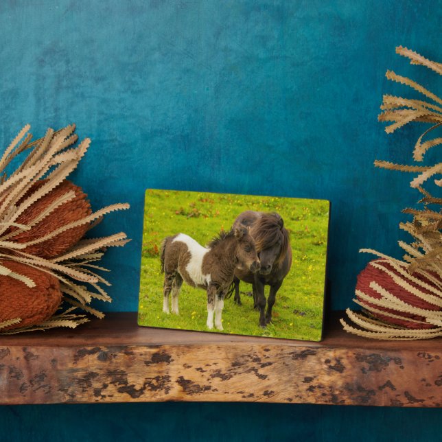 Placa Expositora Madre y descendencia de Pony Shetland (Lado)