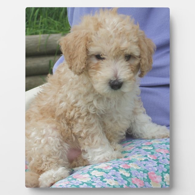 Placa Expositora Magnífico cachorro de cavapoo mirando a tu manera, (Frente)