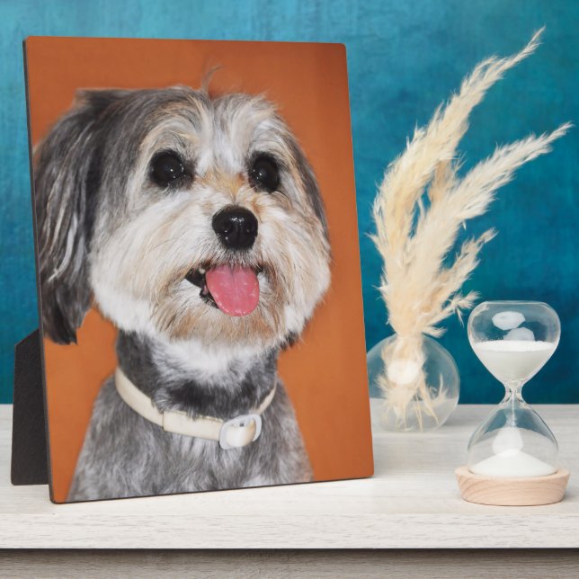 Placa Expositora Magyar Vizsla Dog (Lado)