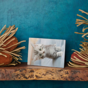 Placa Expositora Maine Coon Kitten