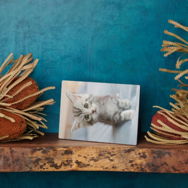Placa Expositora Maine Coon Kitten (Lado)