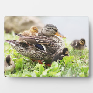 Placa Expositora Málaga Femenina Rodeada De Ducklings