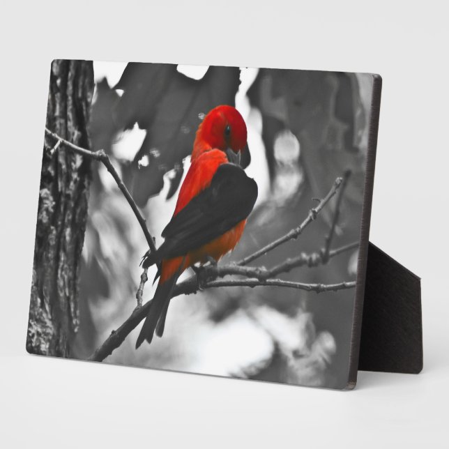 Placa Expositora Male Scarlet Tanager (Lado)