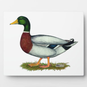 Placa Expositora Mallard Duck Drake